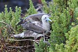 Red-footed Booby